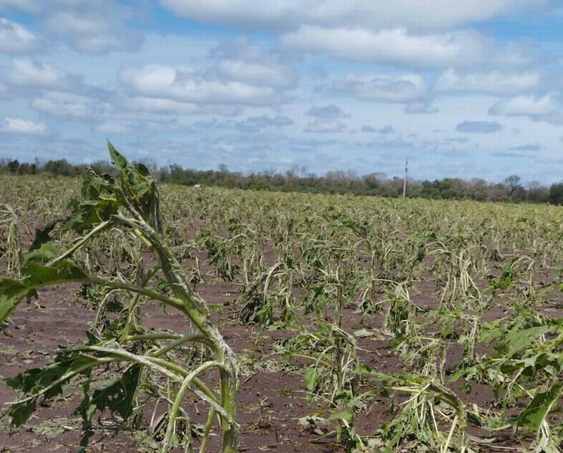 Las hectáreas afectadas por el granizo están cubiertas por el Seguro Multirriesgo