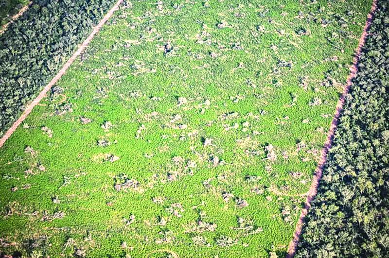 Greenpeace denunció desmontes encubiertos en el Chaco y Santiago del Estero