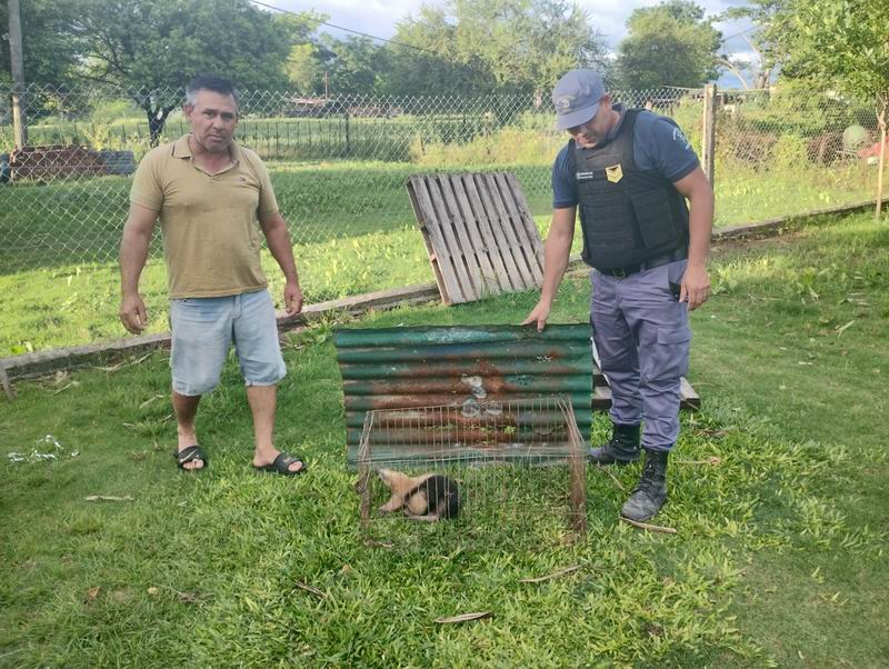 Rescatan un oso melero que había ingresado a una vivienda