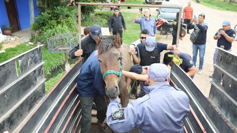 Chaco avanza en la ejecución de la Ley para la protección animal