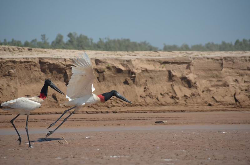 El Parque Nacional El Impenetrable se suma al Big Day de observación de aves