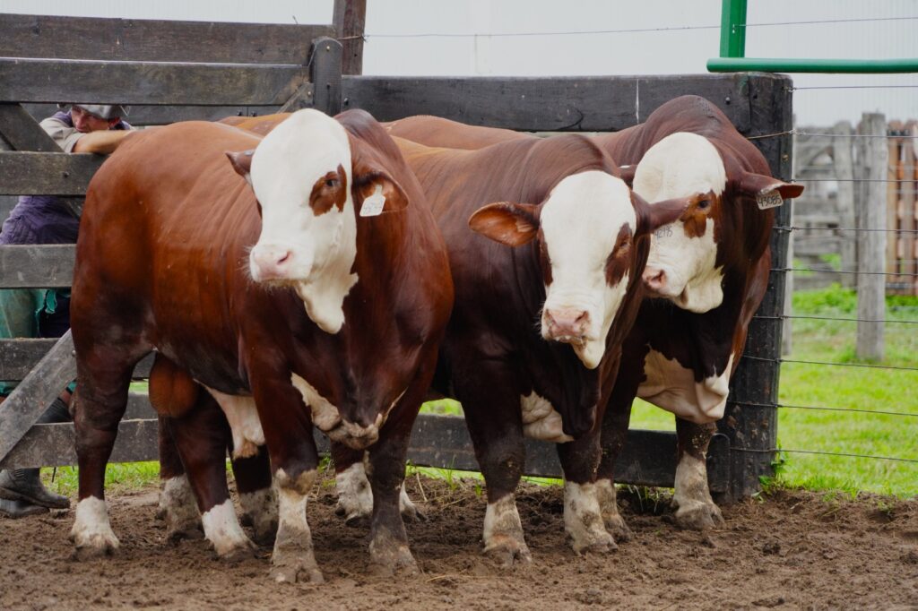 Cuenta regresiva para la Nacional Primavera Braford