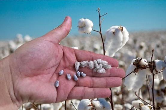 Productores accederán a semillas certificadas con una bonificación del 60%