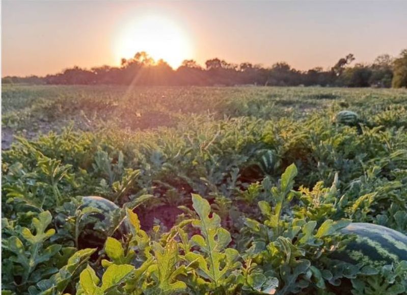 SUEÑO CHAQUEÑO CUMPLIDO| Argentina volvió a exportar sandías a granel después de 42 años y Chaco festeja