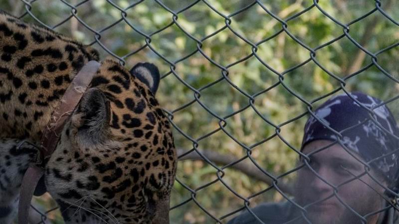 El Impenetrable: una oportunidad para convivir con yaguaretés y nutrias gigantes