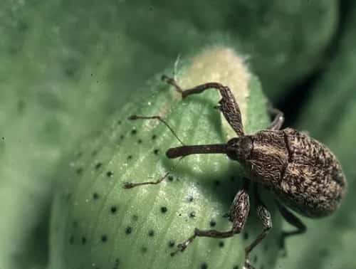 El control del picudo algodonero solo en manos de los productores