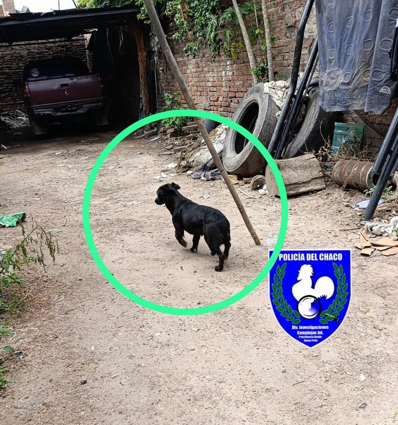 El perro de uno de los ladrones fue su perdición