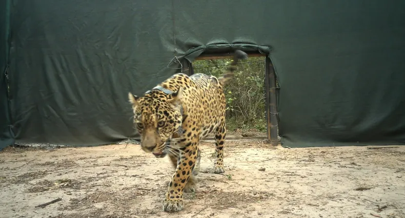 ¿MATARON A ACAÍ? Está desaparecida
