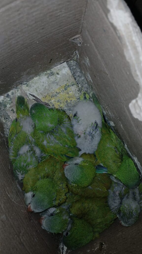 Trasladaba cotorras sin autorización y fue detenido en Basail