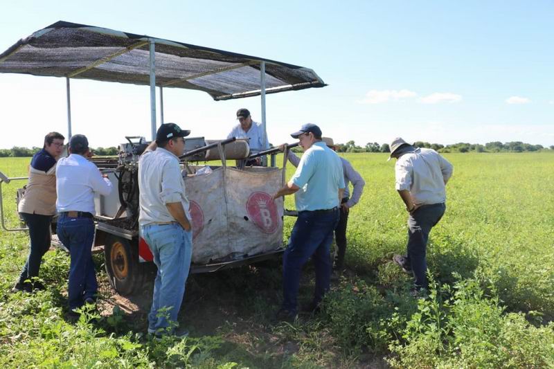 Presidencia Roca produce 80 hectáreas de batata con inversión privada