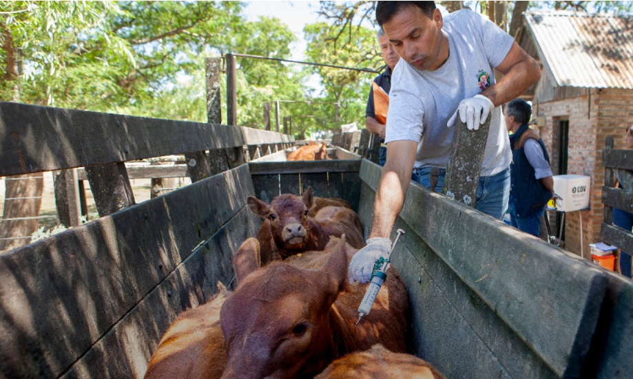 Chaco lleva vacunado más del 80% del ganado bovino contra la fiebre aftosa