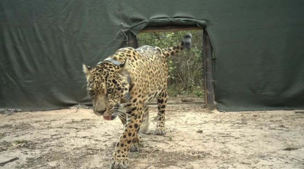 ¿Qué pasó con Acaí? La Justicia Federal iniciará el análisis de celulares de pobladores