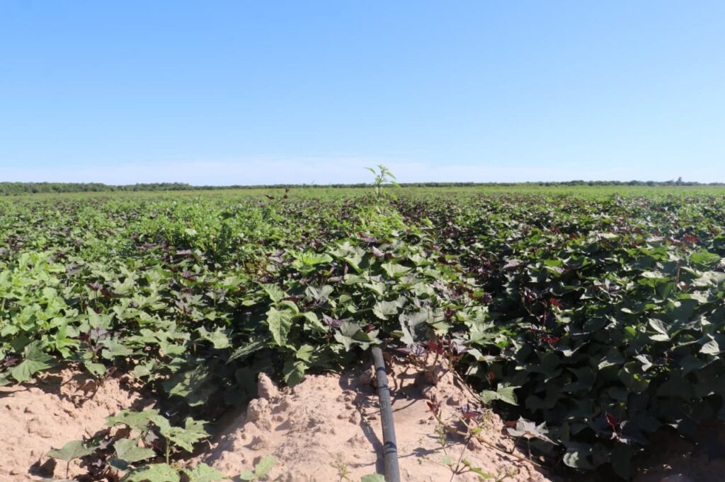 Presidencia Roca produce 80 hectáreas de batata con inversión privada y provincial