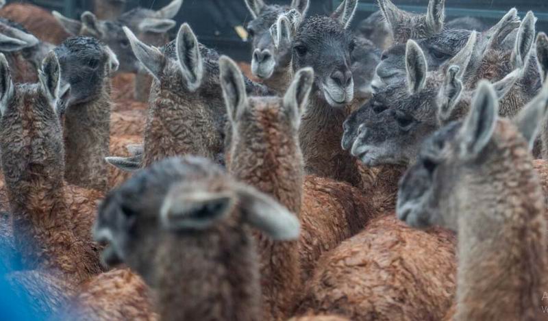 Luego de 110 años de ausencia, el guanaco regresa a El Impenetrable