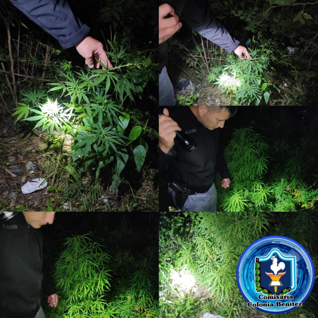 Plantó marihuana en la vereda de su casa