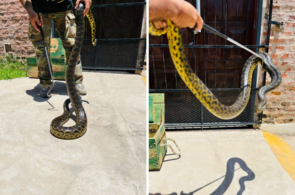 Barranqueras: rescatan una boa curiyú en la Capilla San Cayetano