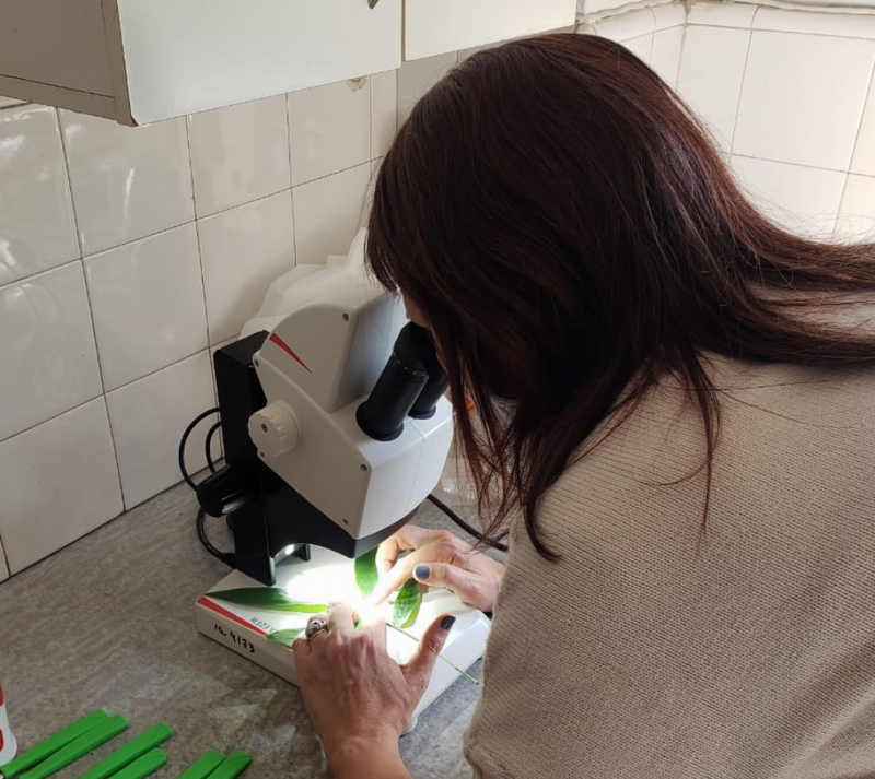 El 57% de los proyectos de investigación en la Unne son dirigidos por mujeres