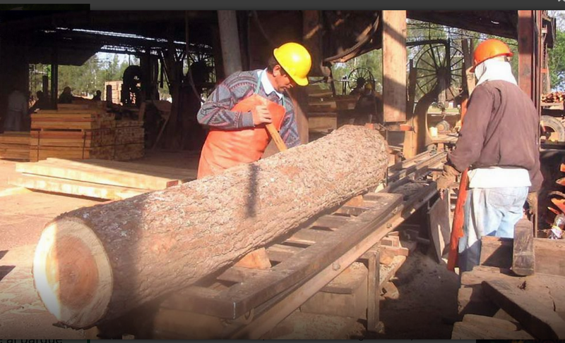 En estado terminal: solicitaron la declaración de la emergencia forestal