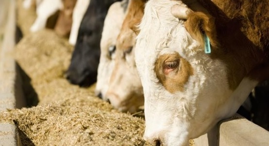 Fuerte recuperación del poder de compra en la producción ganadera