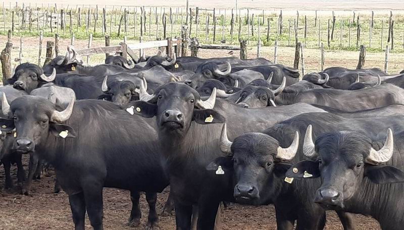 Dansei: «El búfalo será la ganadería del futuro para los pequeños productores»