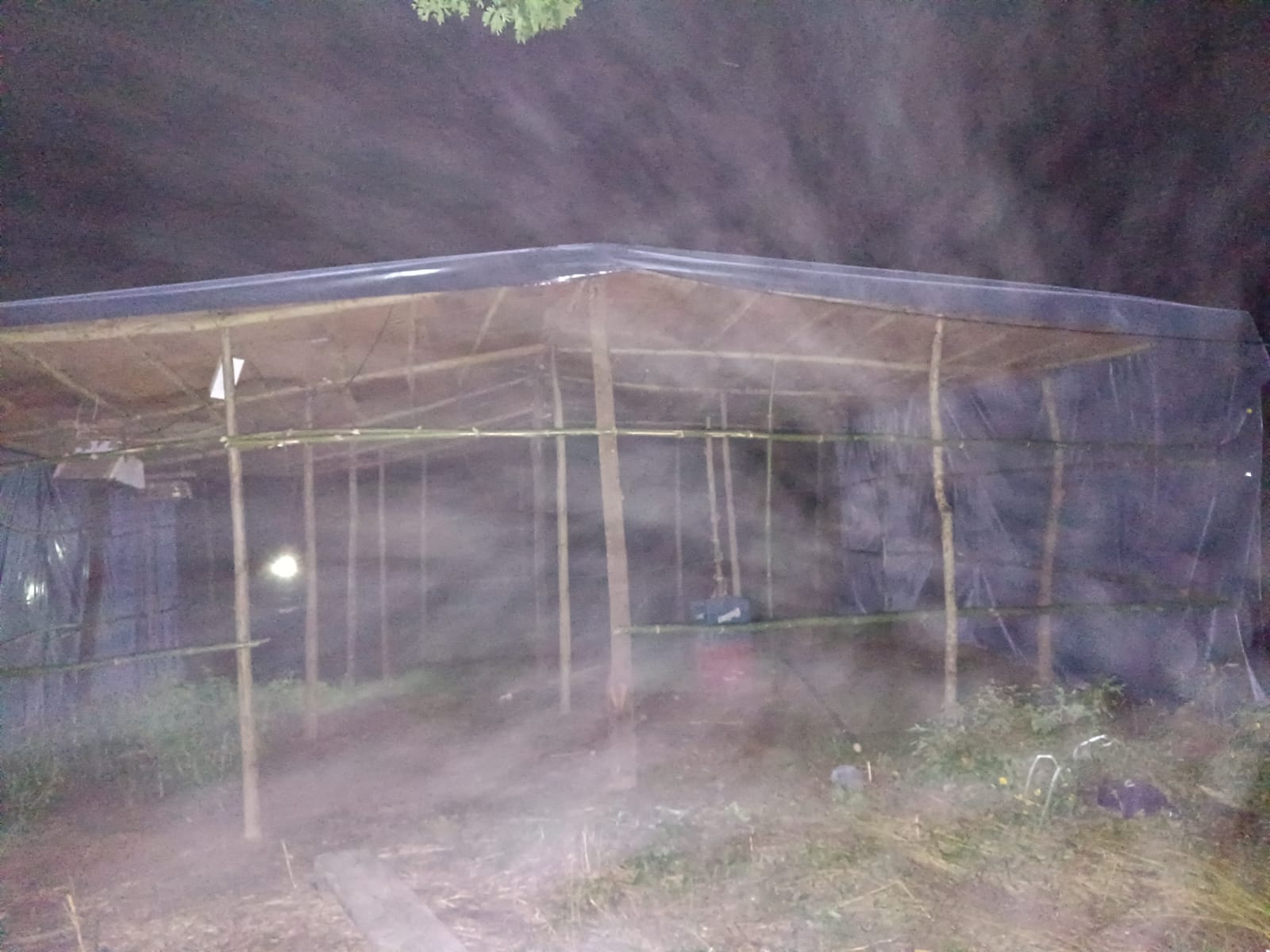 Descubren una plantación de marihuana en la Isla del Cerrito