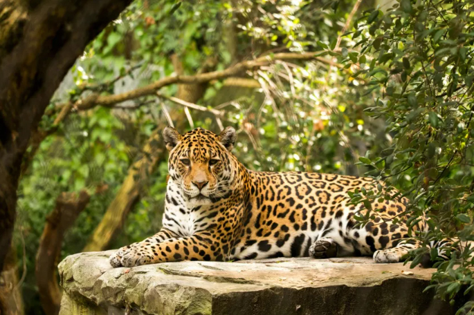 Nuevo yaguareté en El Impenetrable es monitoreado con un collar