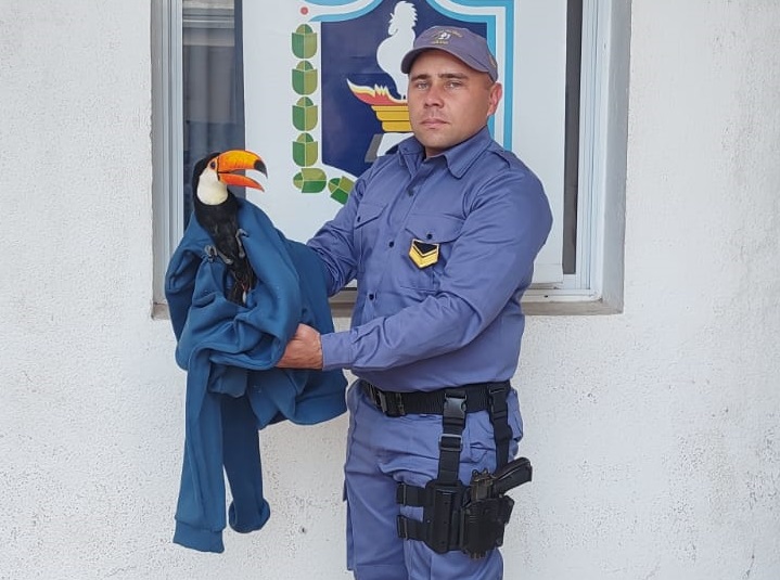 Rescatan en Margarita Belén un tucán Ramphastos ofrecido en redes sociales
