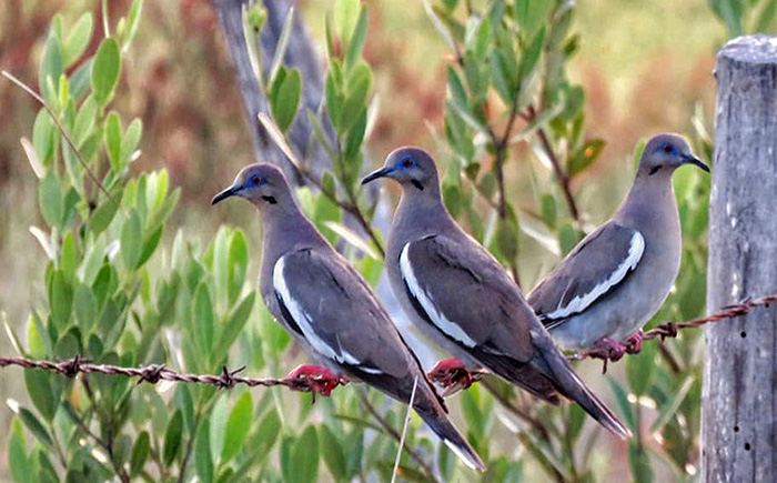 El ataque de palomas a cultivos recrudece en el Chaco
