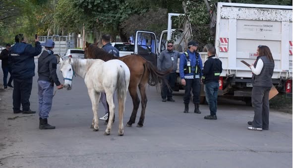 El municipio secuestró dos caballos que eran utilizados para tirar carros de fleteros