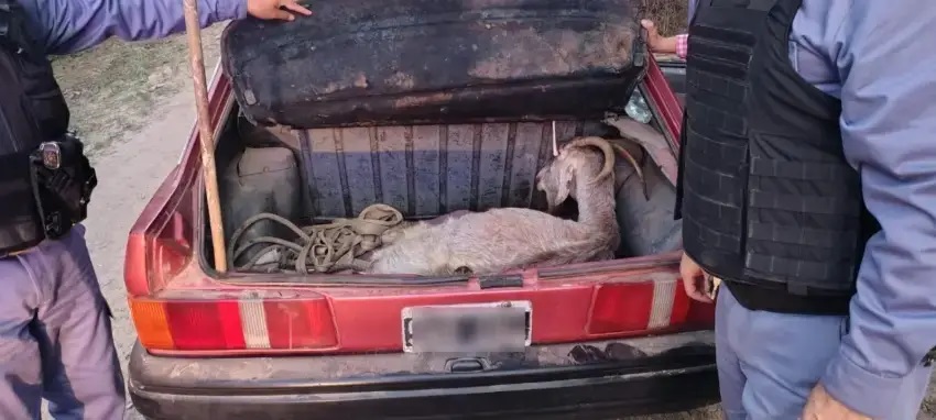 Colonia Benítez: escapó de un control, lo traparon y llevaba una cabra viva en el baul