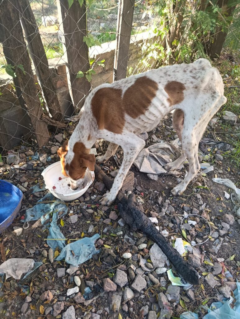 Gral San Martín: rescatan a un perro y detienen a su dueño por maltrato animal