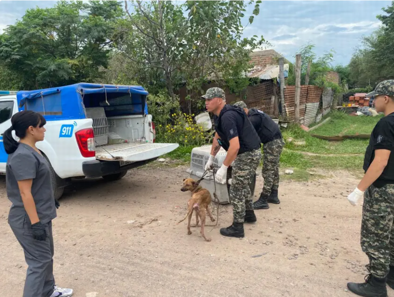 Se promulgó la ley que endurece las penas por maltrato animal