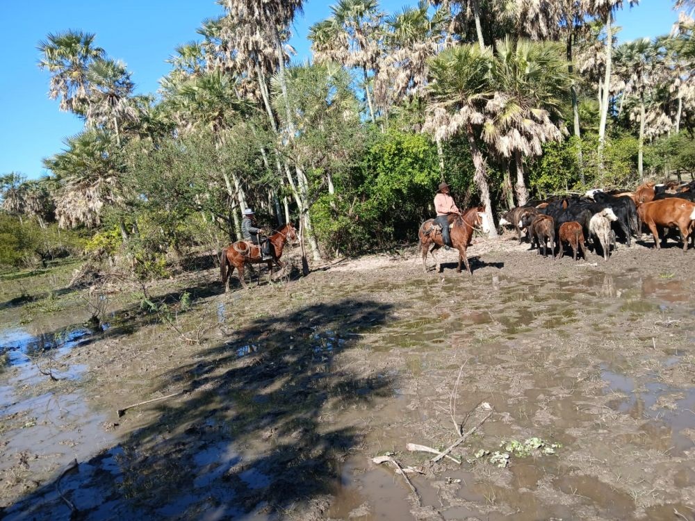 Abigeato en Barranqueras: recuperaron 11 vacas en un campo de El Palmar