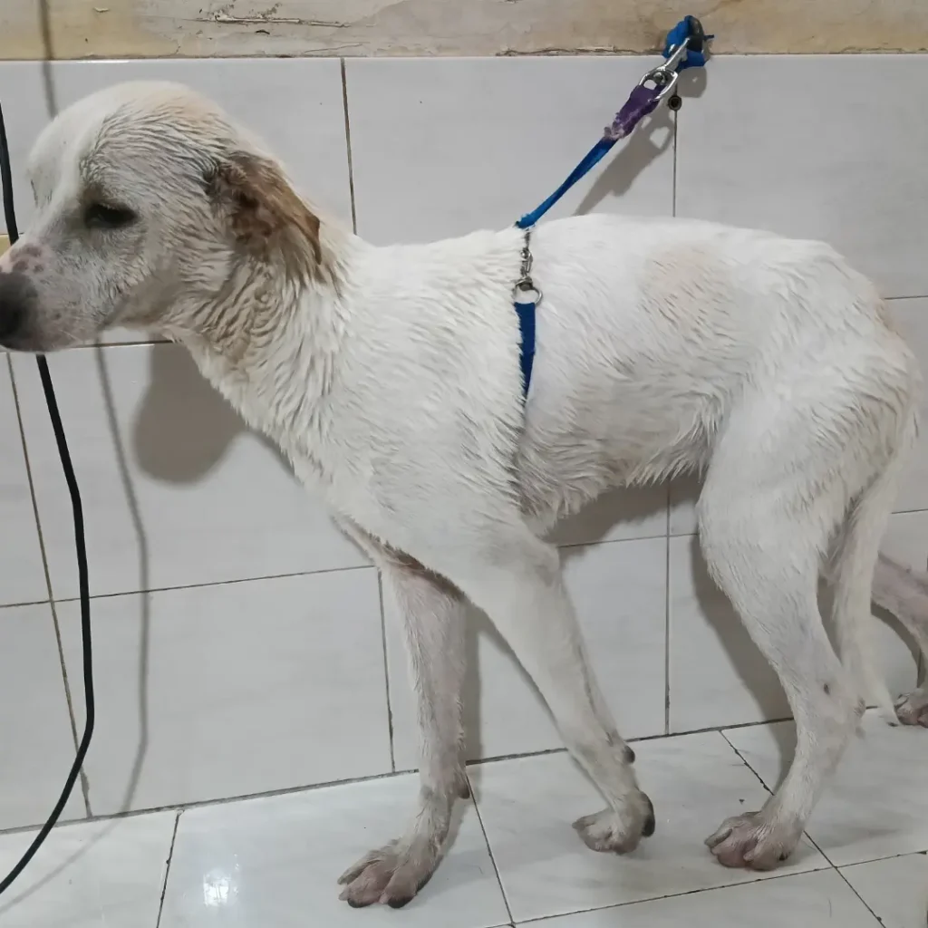 Del maltrato al rescate: «Blanca» comienza una nueva vida
