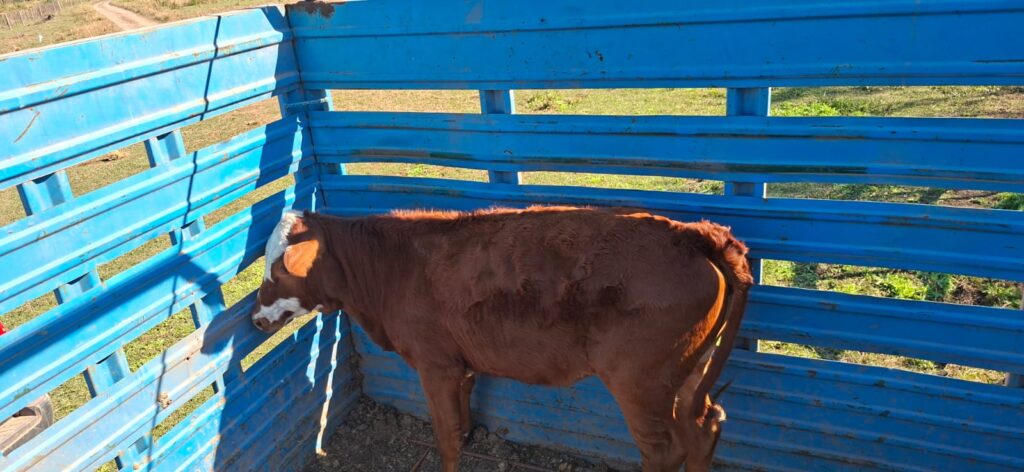 ¡Mamá, volví! La ternera perdida encontró el camino a casa gracias a la Policía Rural