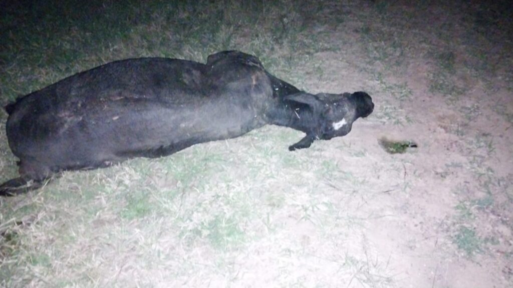 Una vaca se cruzó en la Ruta 4 y fue embestida por un camión cerca de Machagai