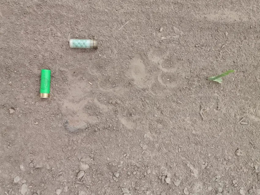 Hallaron huellas de Yaguareté en una reserva rural del Chaco y activaron el protocolo de conservación