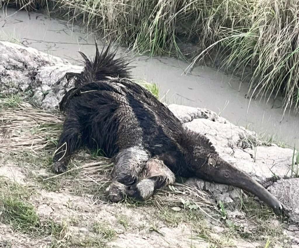 Rescataron a un oso hormiguero herido a la vera de la Ruta Provincial 49