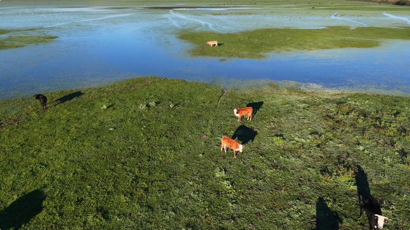 Por las crecidas, evacuaron 147.500 animales de las zonas afectadas