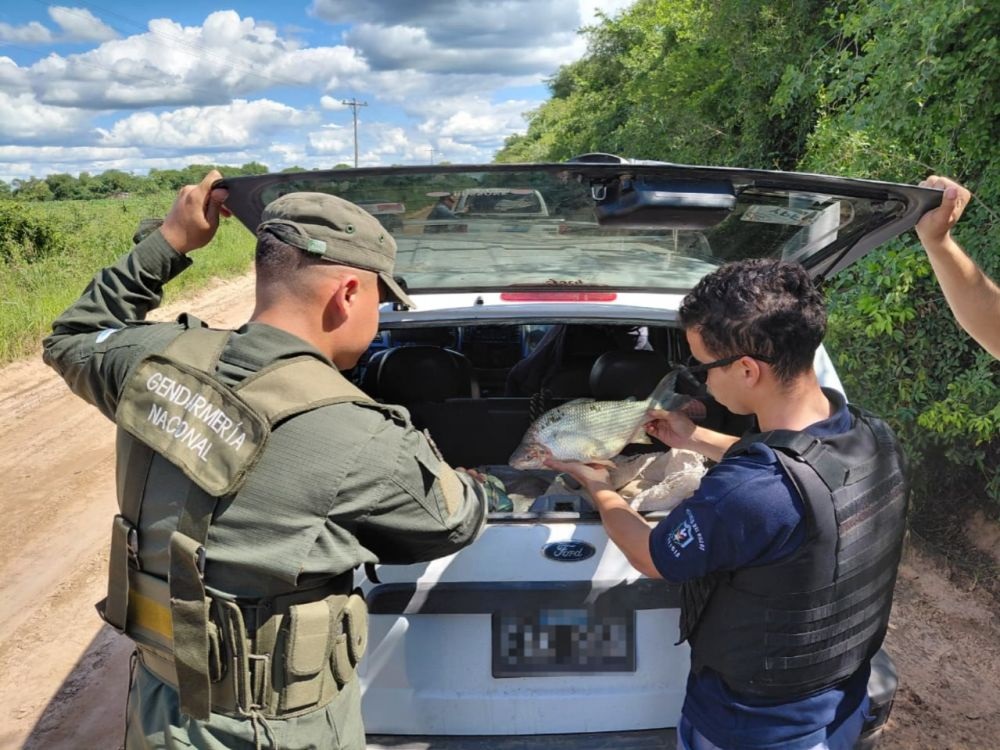 Pampa del Indio: secuestraron 120 sábalos y detuvieron a dos hombres tras evadir un control
