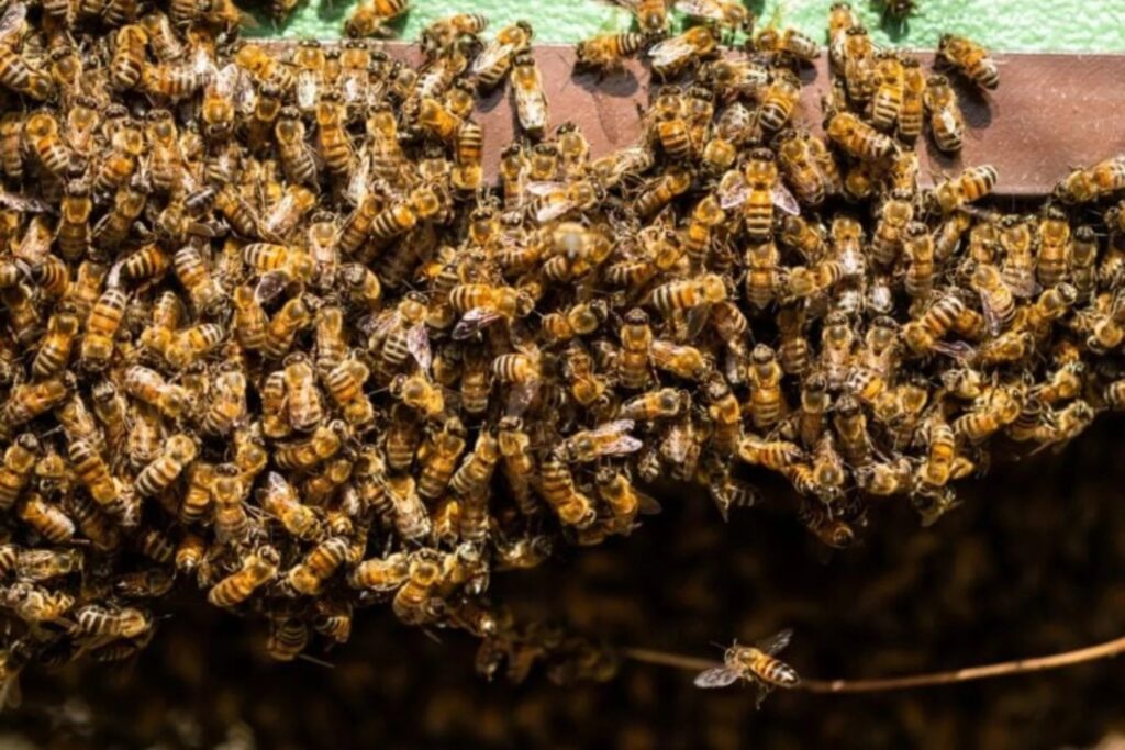 Las Breñas: bombero fue hospitalizado tras el ataque de un enjambre de abejas