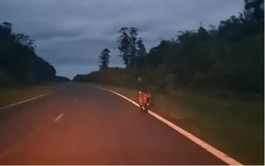 Increíble encuentro: filmaron a un yaguareté corriendo junto a una ruta en Corrientes