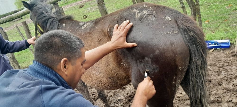 Detectaron irregularidades en las marcas de 12 equinos durante un control