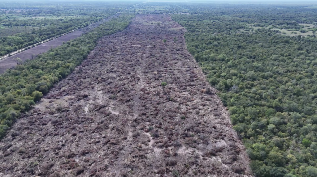 Alerta ambiental en el Chaco: desmontaron 1.800 hectáreas de bosque nativo al lado del Parque Provincial Loro Hablador