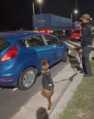 Basail: el can “Lulú” detectó más de 3 kilos de cocaína en un auto